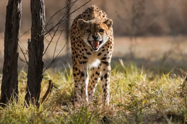 Cheetah: The World’s Fastest Animal will be seen Again After 60 Years