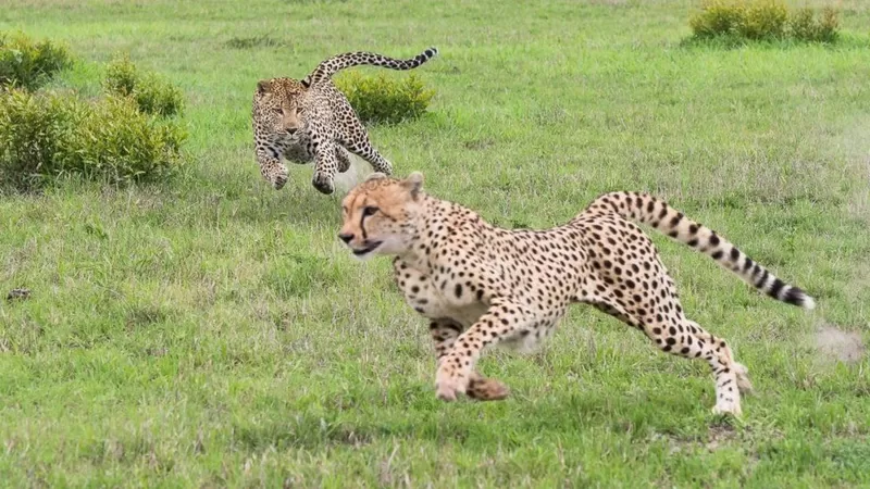 Cheetah: The World's Fastest Animal will be seen Again After 60 Years - The  Pakistan Affairs