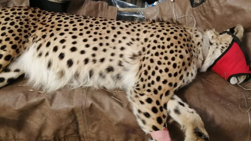 Cheetah: The World's Fastest Animal