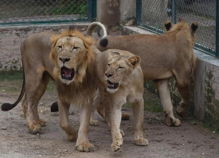 Pakistan’s lions up for Auction