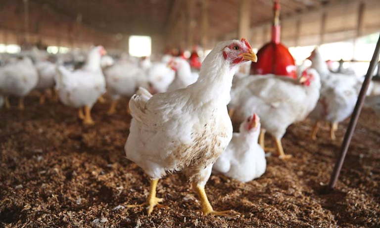 Chicken Rates Could Hit Rs1,000 per kg in Coming Days