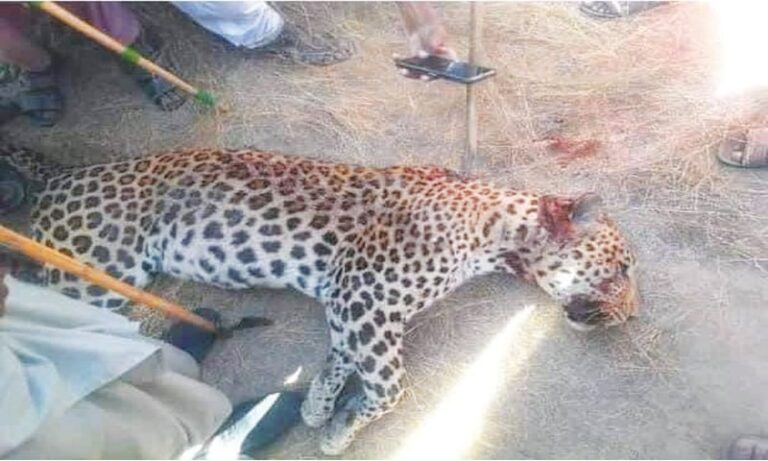 Rare Cheetah Beaten to Death by Villagers in Tharparkar